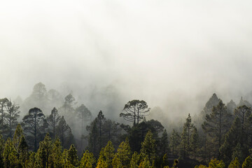 Beautiful pine tree forest and mist in the Teide Tenerife National Park in early summer
