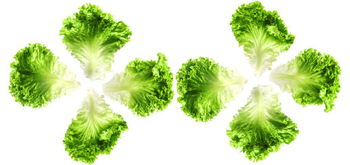 vibrant green lettuce leaves arranged in a circular pattern, fresh and crisp salad ingredients, isolated on black.