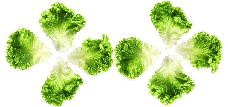 vibrant green lettuce leaves arranged in a circular pattern, fresh and crisp salad ingredients, isolated on black.
