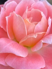 Beautiful pink rose petal in the garden
