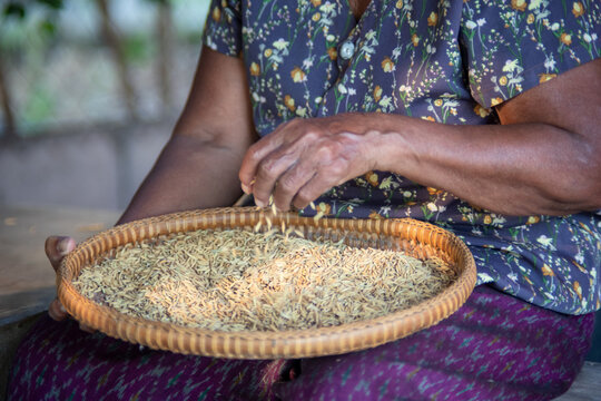 Senior Asian woman sorting rice grains by hand