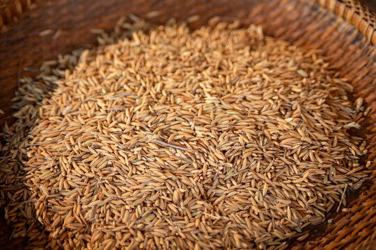 Paddy rice on a bamboo tray for traditional winnowing