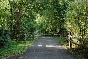 Peaceful Walking Path Surrounded by Trees on a Sunny Day