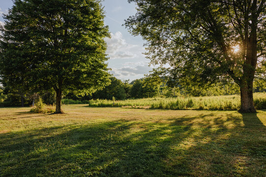 Evening Sunlight Filtering Through Trees in a Peaceful Meadow
