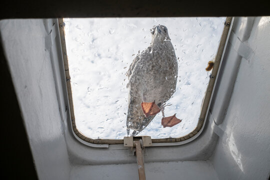 Seagull Stands on Window Roof While Clouds Gather Outside