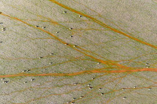 A flock of sheep walking along trails in a field