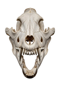 aged, bleached grey wolf skull with jaw wide open exposing sharp teeth, dramatic rim lighting on a seamless void black background, ultra-sharp macro detail. Concept of natural predatory power