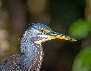 Close-up of a heron's head in profile, displaying vibrant colors
