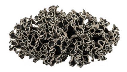Close-up view of a dark, intricate lichen forming a complex, fractal-like structure isolated on transparent background