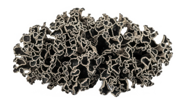 Close-up view of a dark, intricate lichen forming a complex, fractal-like structure isolated on transparent background - Powered by Adobe