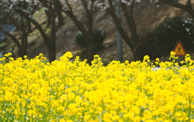 Obraz premium Canola flowers in South Korea's Namhae Park