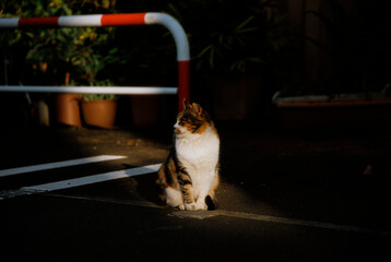Stray Cat in Sunset Light and Shadow.