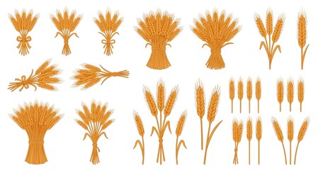 Wheat or barley ears. Harvest wheat grain, growth rice stalk and bread grains isolated vector set. Harvest wheat grain, growth rice stalk and whole bread grains. Agriculture. JPEG version.