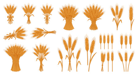 Wheat or barley ears. Harvest wheat grain, growth rice stalk and bread grains isolated vector set. Harvest wheat grain, growth rice stalk and whole bread grains. Agriculture. Transparent SVG version.