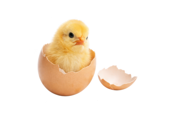 Baby chick on transparent background, hatching from eggshell, cute yellow newborn poultry for easter design, farm animal sticker and spring holiday concept
