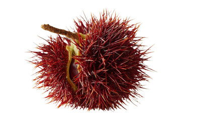 Rambutan tropical fruit with spiky red skin, sweet delicious taste, and edible translucent flesh on a transparent background
