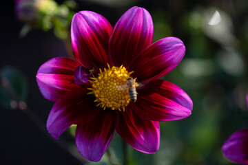 A bee is hovering over a purple flower