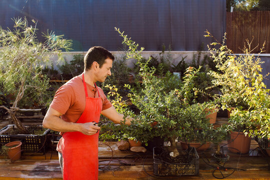 A man enjoys his favourite hobby, bonsai.