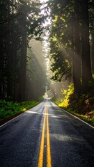 Fototapeta premium Empty road through a dense, sunlit forest