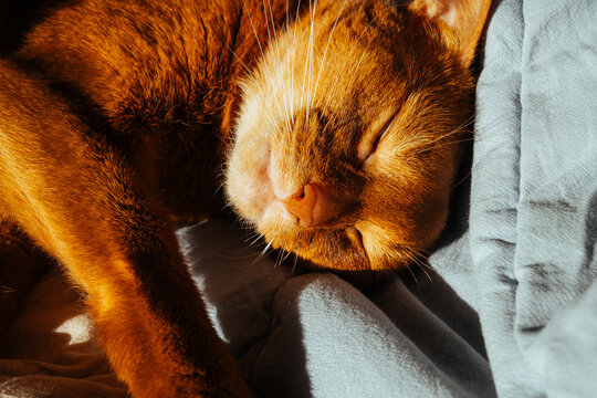 Cat resting peacefully on soft blanket