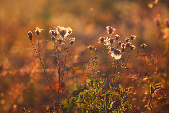 Summer nature