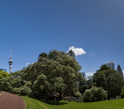 Auckland Sky Tower from Albert Park