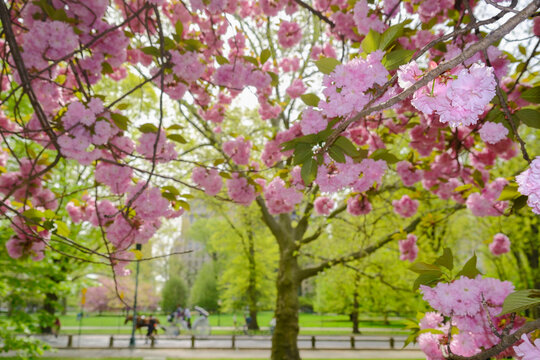 Cherry Blossom tree in park