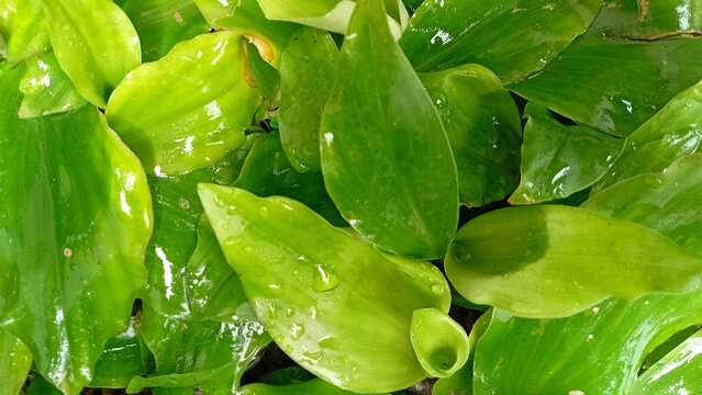 Fresh Green Kencur Leaves with Water Drops, Tropical Herbal Plant Background
