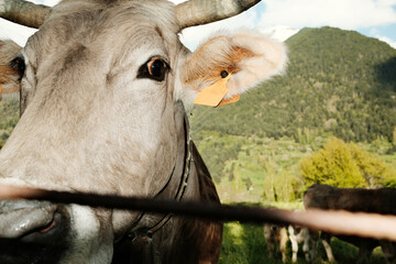 Happy cow in a vibrant landscape with lush greenery and mountains