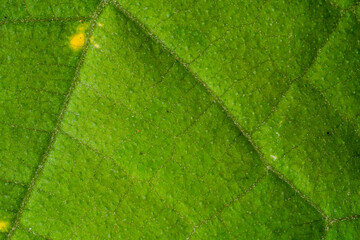 An extreme close-up showing the intricate network of veins and organic patterns on a vibrant green...