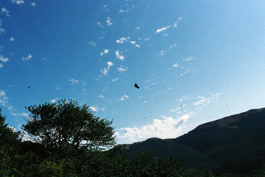 A flock of eagles flying over a canyon in the mountains.