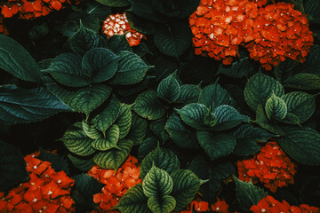 Bright orange flowers bloom in a garden during springtime
