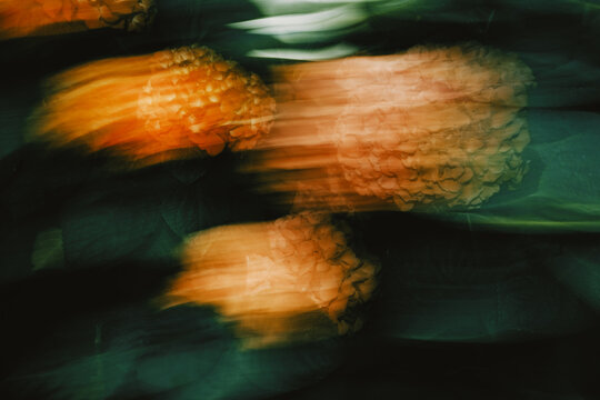 Vibrant orange flowers in motion during a sunny afternoon