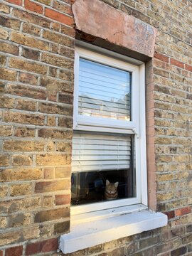 Curious Cat Gazes From a Bright Window in a Brick House