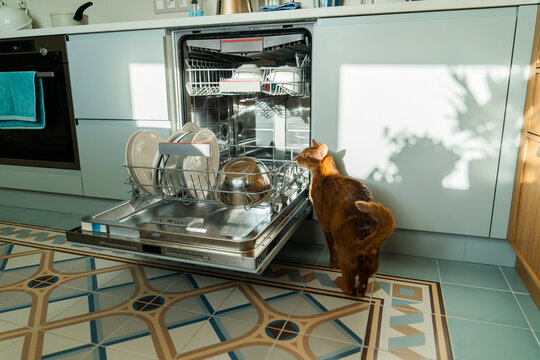 Curious cat inspects open dishwasher