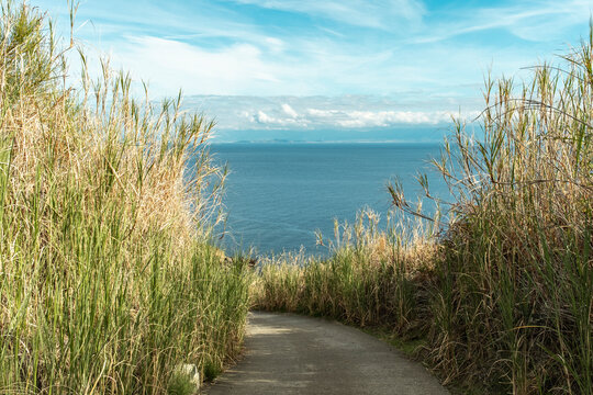 Coastal path leading to the sea through tall grass