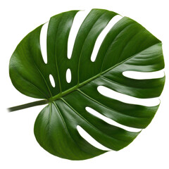 Single vibrant green monstera leaf on transparent background
