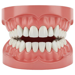 Obraz premium Dental model of human teeth and gums on transparent background