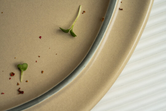 Empty plate with crumbs and microgreens