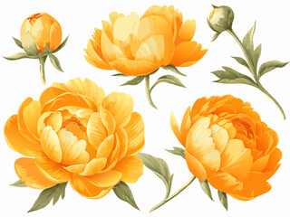 A vibrant collection of yellow peony flowers in various stages of bloom