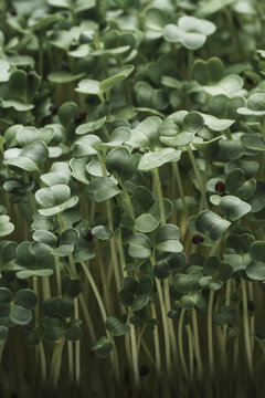 Close-Up of Green Microgreens Sprouting