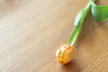 花,オレンジ色のチューリップ,春,シンプル,インテリア