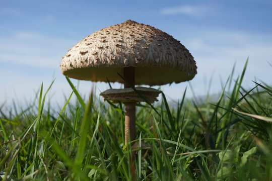 Parasol mushroom