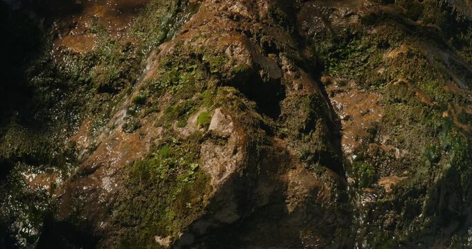 Irregular brown stone surface densely colonized by bright green moss cushions pierced by translucent streamlets forming erratic wet trails, for shamanic ritual environment enhancement.
