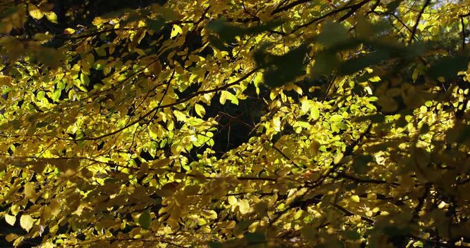 Tight framing captures Fagus sylvatica foliage at peak autumn pigmentation; chlorophyll breakdown reveals carotenoid yellows with fox-red tinges on mature beech branch in Austria.