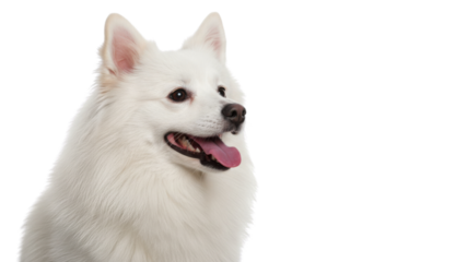 White Japanese Spitz Dog Looking Right with Pink Tongue on White Background