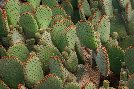 Prickly Pear Cactus Close-Up