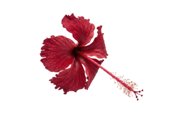 Isolated Red Hibiscus Flower on White Background