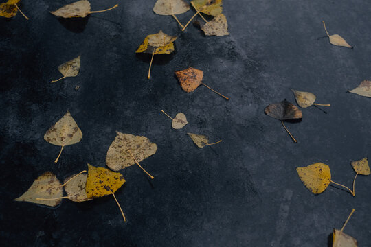 autumn leaves on dark wet surface