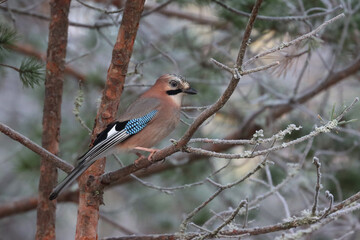 Eurasian jay